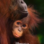 Orangutan (2026) 9bsOuq34lbMb74OEoJ62aR7Bm2E.jpg